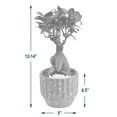 thumbnail image 4 of Arcadia Garden Products Live Ginseng Ficus in 5" Speckled Splash Ceramic Planter, White, 4 of 4