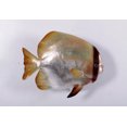 thumbnail image 5 of Batfish Life Size Statue, 5 of 9