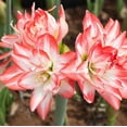 thumbnail image 2 of Amaryllis - Flaming Peacock (1 pack) Bulb, Multi-color Flowers - Professional Growers from Easy to Grow, 2 of 5
