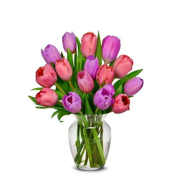 From You Flowers - Pink and Purple Tulips - 15 Stems for Birthday, Anniversary, Get Well, Congratulations, Thank You, All Occasions