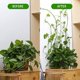 thumbnail image 3 of 100 clips autoadhesivos para plantas de 3,5 x 2,5 x 1,4 cm, clip de alambre para plantas para organización de cables de plantas, 3 of 5