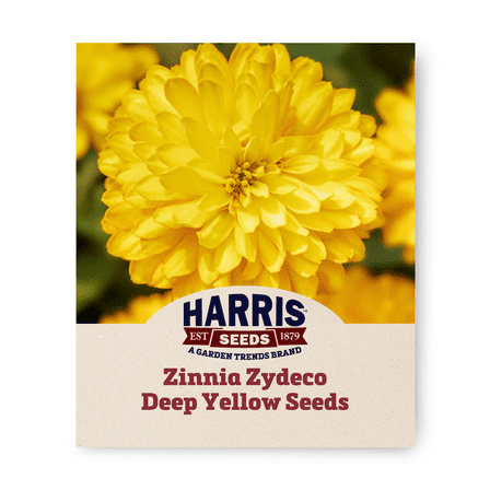 Harris Seeds - Zinnia Zydeco Deep Yellow Seeds For Planting - 250 Seeds