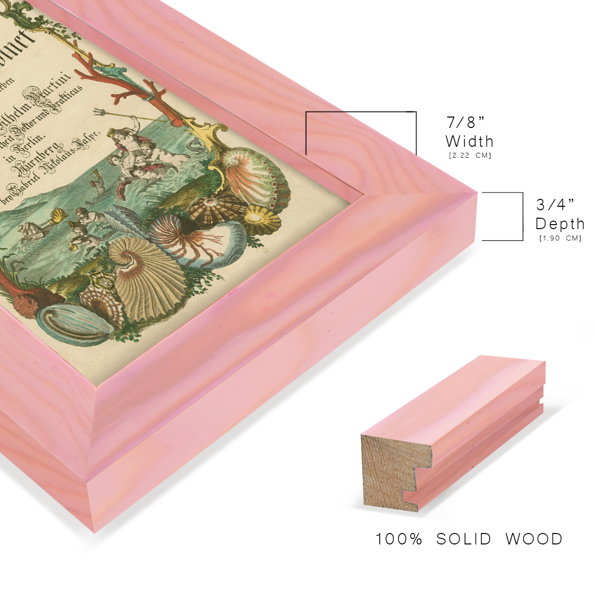 Cabinet of Conchology -Framed Print w/glass-Sunset Pink