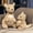 22CM/8.66Inch, variant on Soft Toy​​ Realistic Kangaroo Plush Toy Mother Set Soft Stuffed Animal Decorative Nursery Companion Figure​ Nursery Decor​​