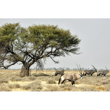 Namibia, Etosha National Park. Five Oryx and Tree Print Wall Art By Wendy (Best Time To Visit Etosha National Park)