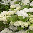 thumbnail image 4 of Chinese Snowball Viburnum Live Shrubs, Large White Blooms, 4 of 6