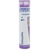 Boiron Colocynthis 1M, Homeopathic Medicine for Abdominal Cramps Improved By Bending Over, 80 Pellets