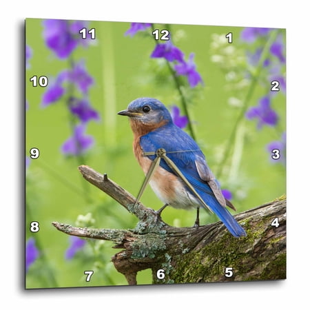 3 drose, Eastern Bluebird, Sialia Sialis, Male in Flower Garden, Marion Co., Il, 10 x 10 Wall Clock