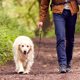 thumbnail image 4 of Correa retráctil para perros de 5 metros con asa cómoda, correa flexible para perros pequeños, medianos y grandes, correa retráctil para caminar y entrenar, amarilla, 4 of 4