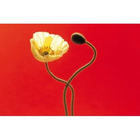 Close up cream poppy and seed pod on red background Canvas Art - Panoramic Images (36 x 24)
