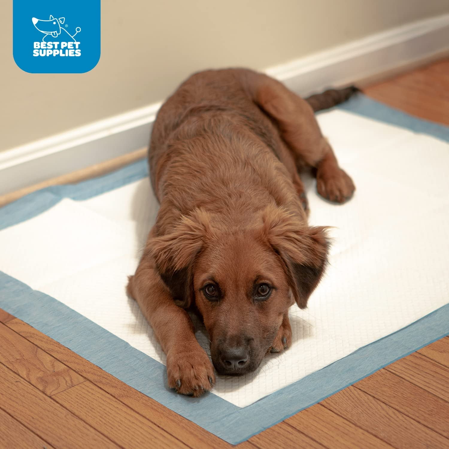 Millie Mats Extra Large Dog Training Pads- 2 Pack - Washable Puppy Pads, Pet  Beds, Pet Essentials