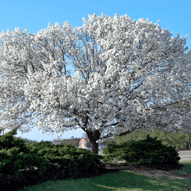 White Dogwood Tree Live Plant, 6-12'' Tall, Flowering Dogwood Tree for Outdoor Garden, No Ship to HI, AK, PR