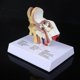thumbnail image 3 of 15 Times Life Size Human Ear Model Scientific Anatomy Teaching Supplies Anatomical Study Display Professional School Resource T, 3 of 5