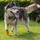 thumbnail image 2 of 4 Uds. Zapatos impermeables para perros y mascotas calcetines antideslizantes con correa tamaño #0-#3 Salvador none, 2 of 10