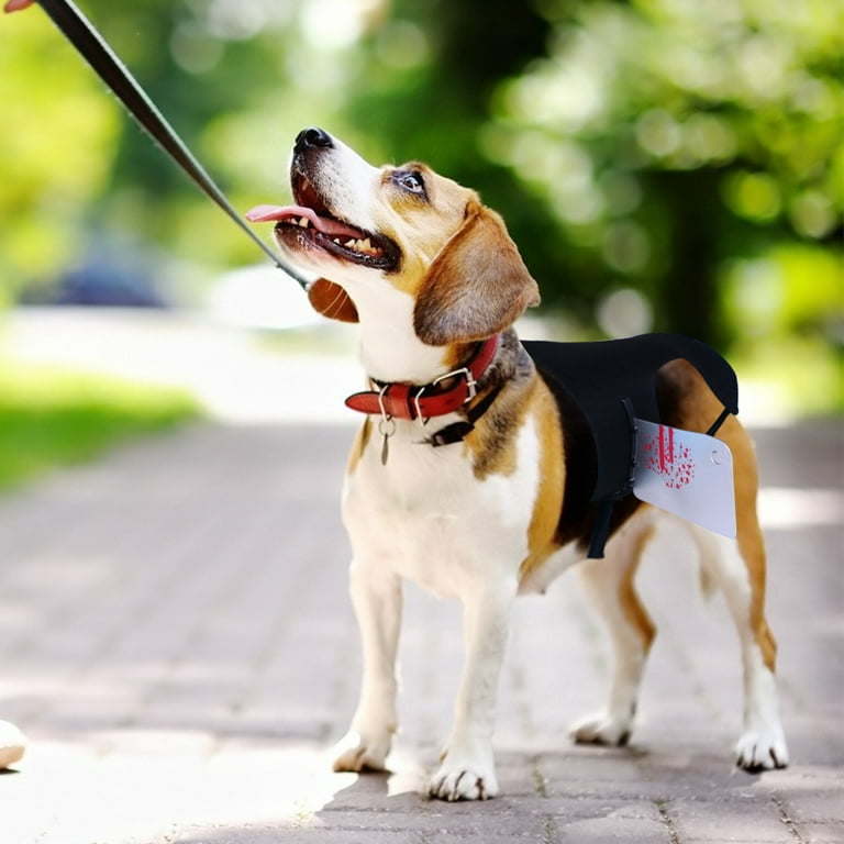 Halloween hot sale dog harness