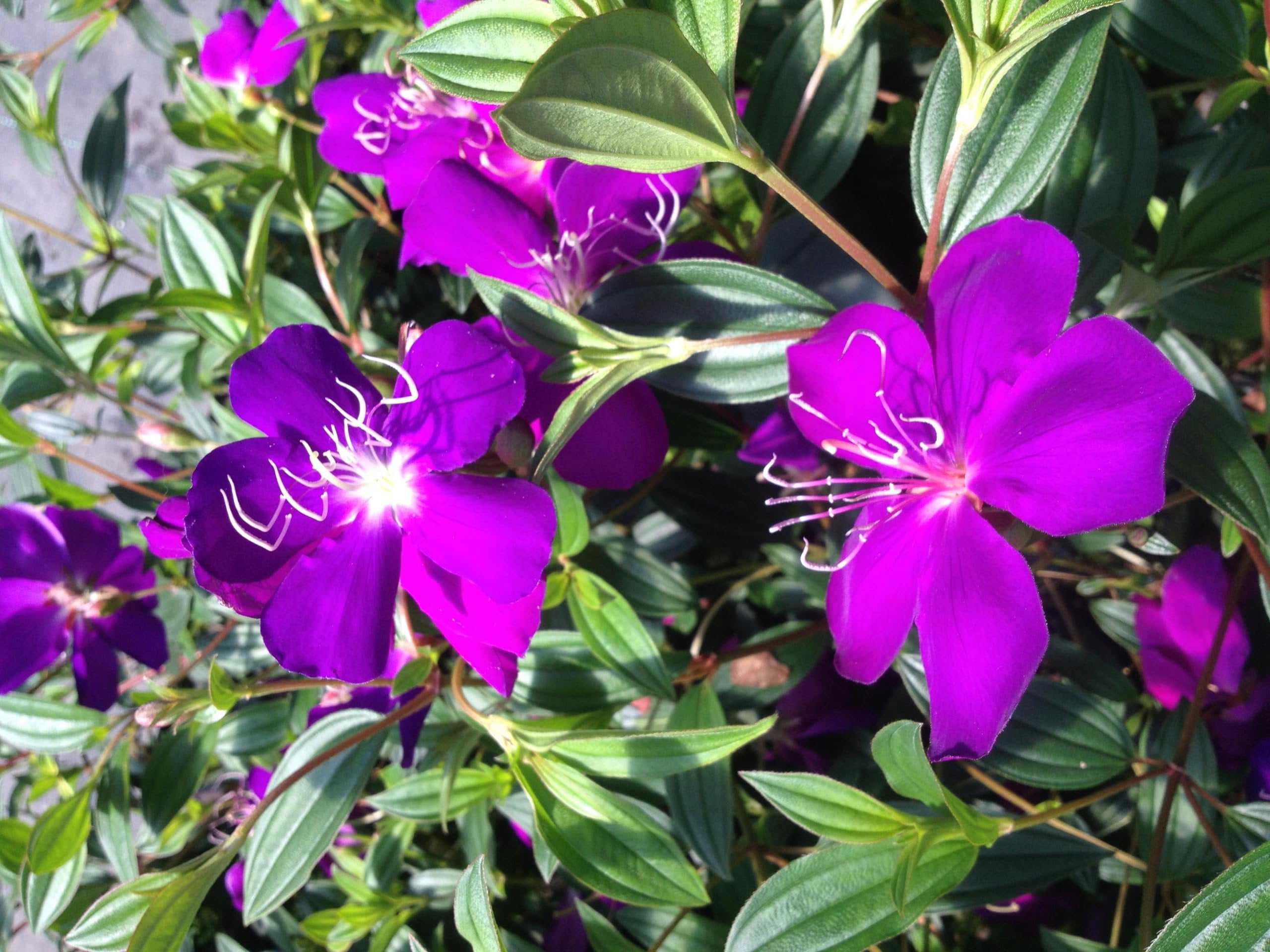 Tibouchina Dwarf Princess Flower I 10 Live Plants I Lepidotal Compact Size, Eye-Catching Purple Blooms, Heat-Tolerant, Ideal for Small Gardens and Containers
