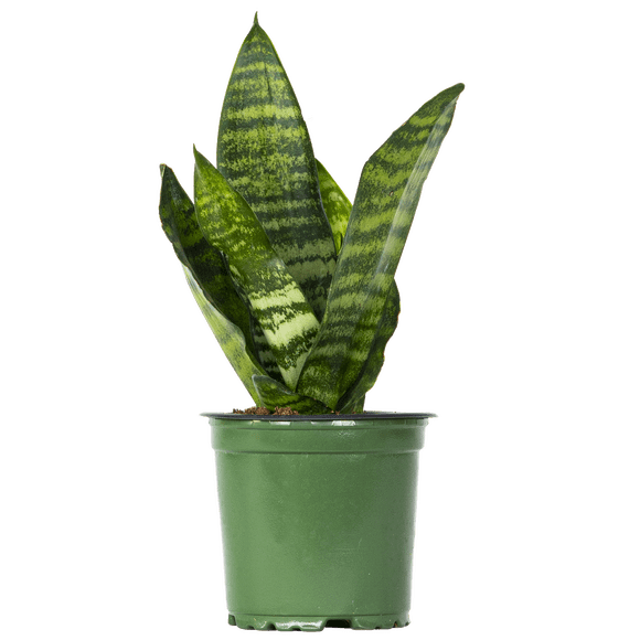 Sansevieria Zeylanica | Snake Plant (S) Live Plants in 4" growers pot