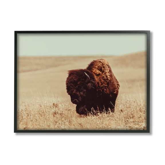 Stupell Industries Bison Grazing Tall Grass Animals & Insects Photography Black Framed Art Print Wall Art, 14 x 11