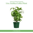 thumbnail image 3 of American Plant Exchange Arabica Coffee Plant, 4-Inch Pot 3 Pack, Deep Green Foliage, Live Fruiting Houseplant, 3 of 7