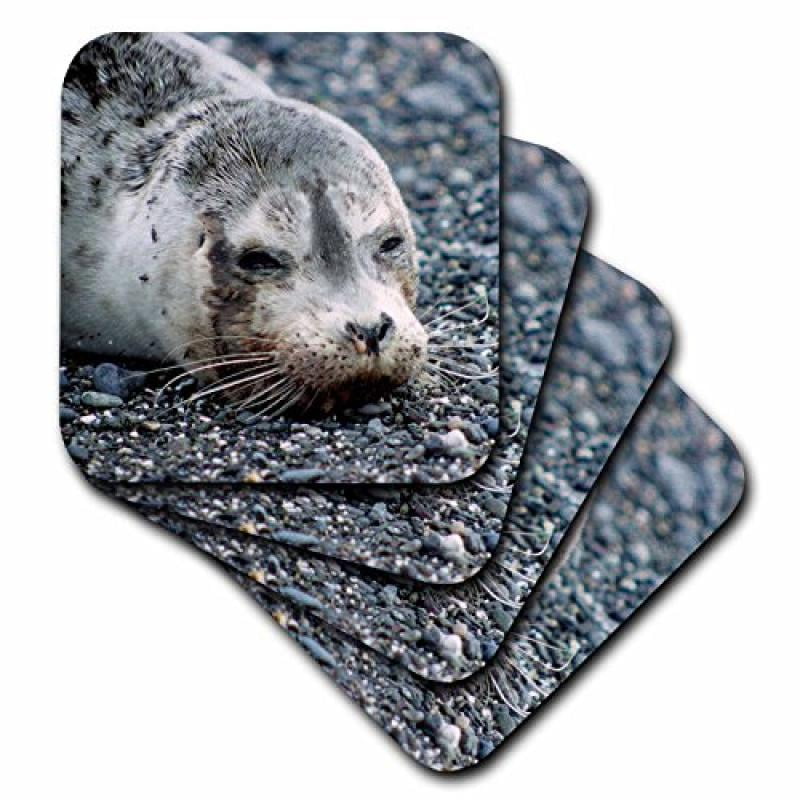 3dRose CST/_96464/_3 Washington Pacific Harbor Seal Pup-Us48 Kwi0009-Kymri Wilt-Ceramic Tile Coasters Set of 4