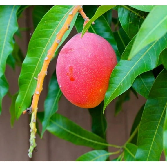 Haden Mango Grafted Tree 1.5-4 Ft Tall. Ship To ALL STATES