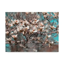 Trademark Fine Art 'Dogwood Spring II' Canvas Art by Sharon Chandler