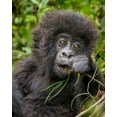 thumbnail image 2 of Souders, Paul 12x14 White Modern Wood Framed Museum Art Print Titled - Africa-Rwanda-Volcanoes National Park-Baby Mountain Gorilla playing with piece of grass, 2 of 4