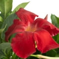 thumbnail image 2 of Island Blooms Mandevilla Red Live Plant in 3 Quart Hanging Basket – Full Sun, 2 of 6