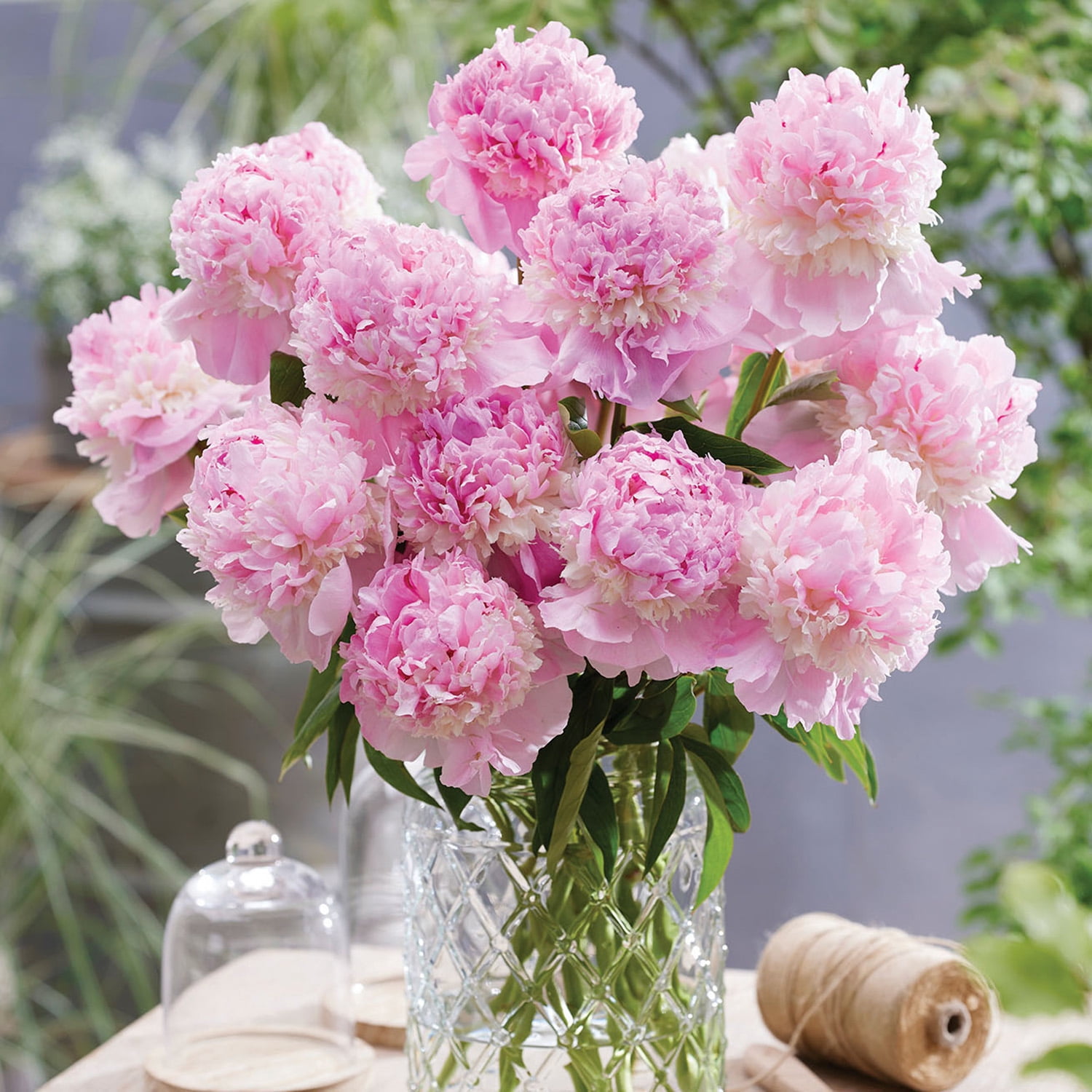 Expert Gardener Dormant Peony Sorbet Bare Root, Multi-Color Perennial