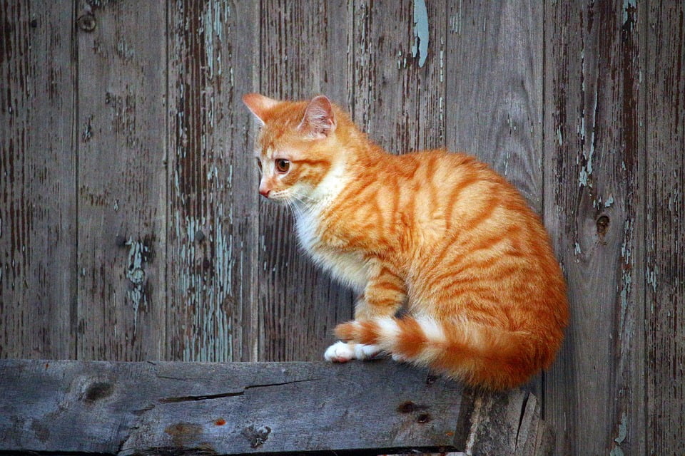 ginger mackerel tabby cat ginger mackerel tabby cat
