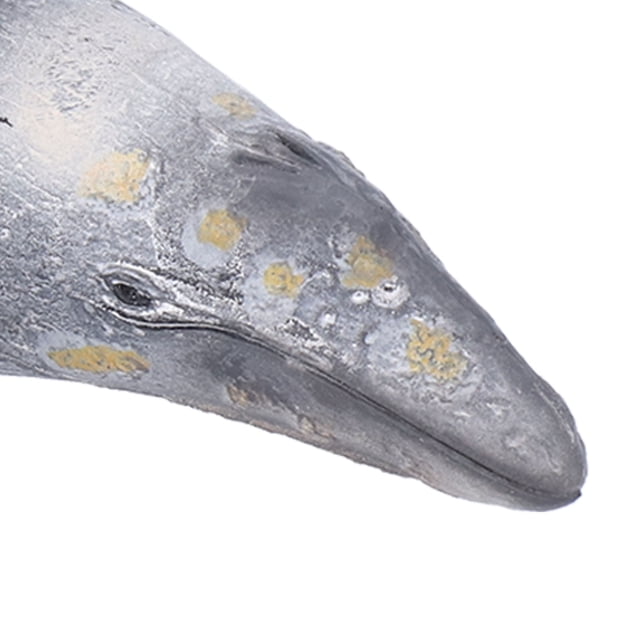 Simulated Grey Whales Figurine Collection Sea World Fake Fish Educational Model Toys