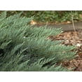 thumbnail image 2 of Expert Gardener Juniper 2.25G Live Plants Full Sun, 2 of 6