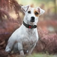 thumbnail image 6 of KBOOK Reflective Dog Collar for Small Medium Large Dogs Adjustable Dog Collars with Locking Buckle(Red,L), 6 of 7