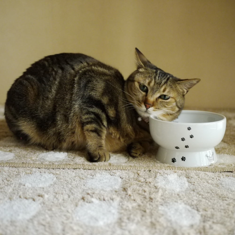 (2 pack) Necoichi Raised Cat Water Bowl, White