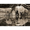 thumbnail image 2 of Krahmer, Frank 24x19 Black Ornate Wood Framed with Double Matting Museum Art Print Titled - African elephants, Okavango, Botswana, 2 of 4