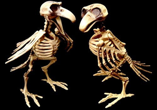 2 Crow Skull Raven Raptor Parrot Pirate Costume Halloween Party Indoor Outdoor Decoration Toy SET of TWO Bird Skeleton 7.5 Tall Prop w/ Movable Wings Head and Beak 
