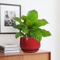 thumbnail image 5 of Ordivic 7 inch Red Ceramic Plant Pot with Saucer & Drainage Hole,Medium Indoor Outdoor Planter for Snake Plant, Pothos, ZZ Plant,Desk Table,Windowsill,Home Decor, 5 of 8