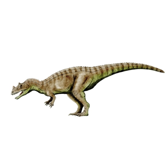 Ceratosaurus dinosaur, white background Poster Print (32 x 24)