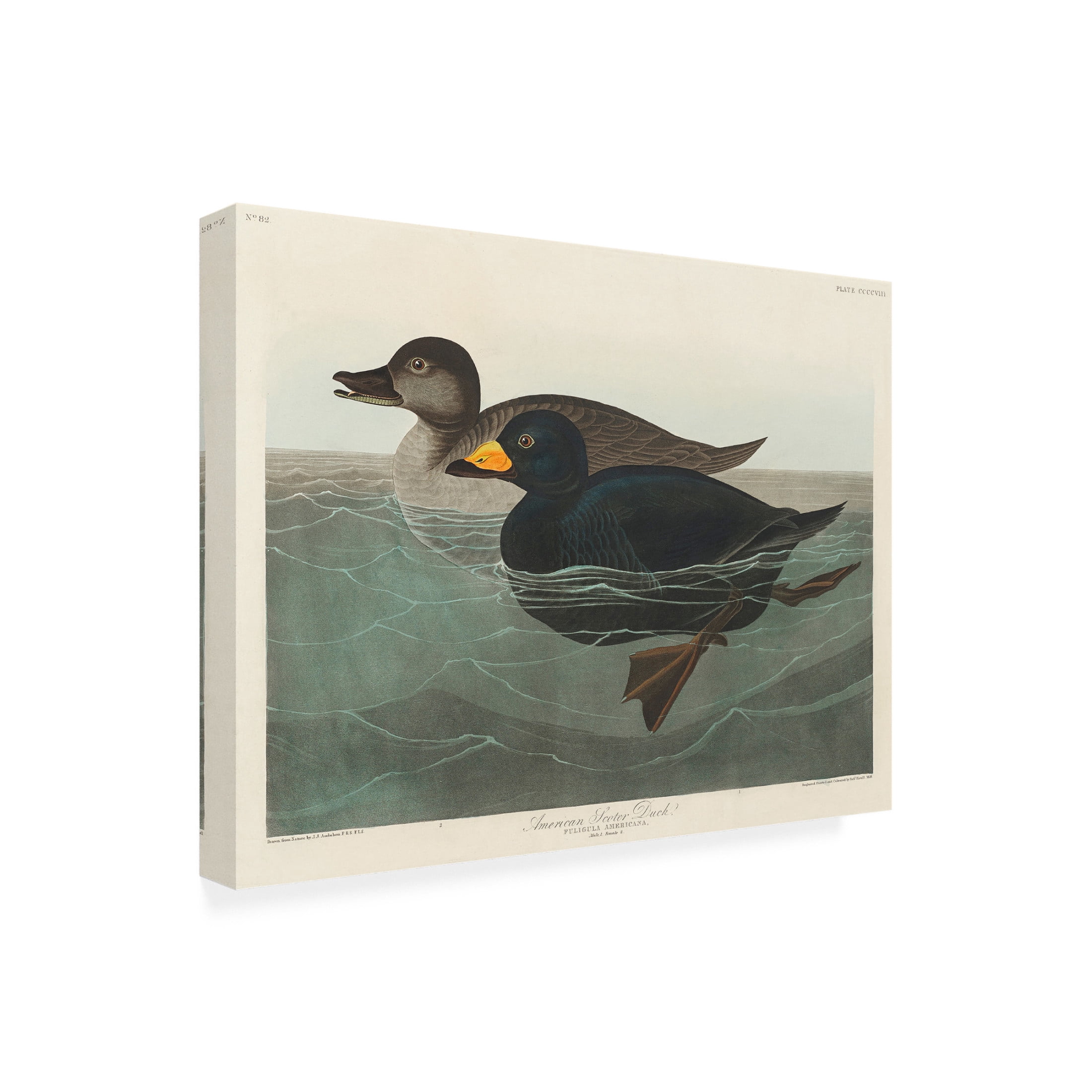 Trademark Fine Art Pictufy   American Scoter Duck From Birds of America 1827 Canvas Wall Art