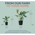 thumbnail image 2 of Alocasia Dawn Variegated - Rare Plant Collection - Live Plant (25-30 in. Tall) in Growers Pot, 2 of 5