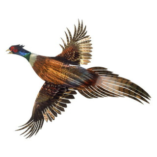 Factory Direct Craft Artificial Pheasant Feathers | Set of 12
