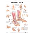 thumbnail image 1 of Foot and Ankle Anatomical Chart, 1 of 3
