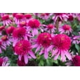 thumbnail image 4 of Direct Gardening Bubble Gum Double Scoop Coneflower Dormant Bare Root Starter Plant, 4 of 5