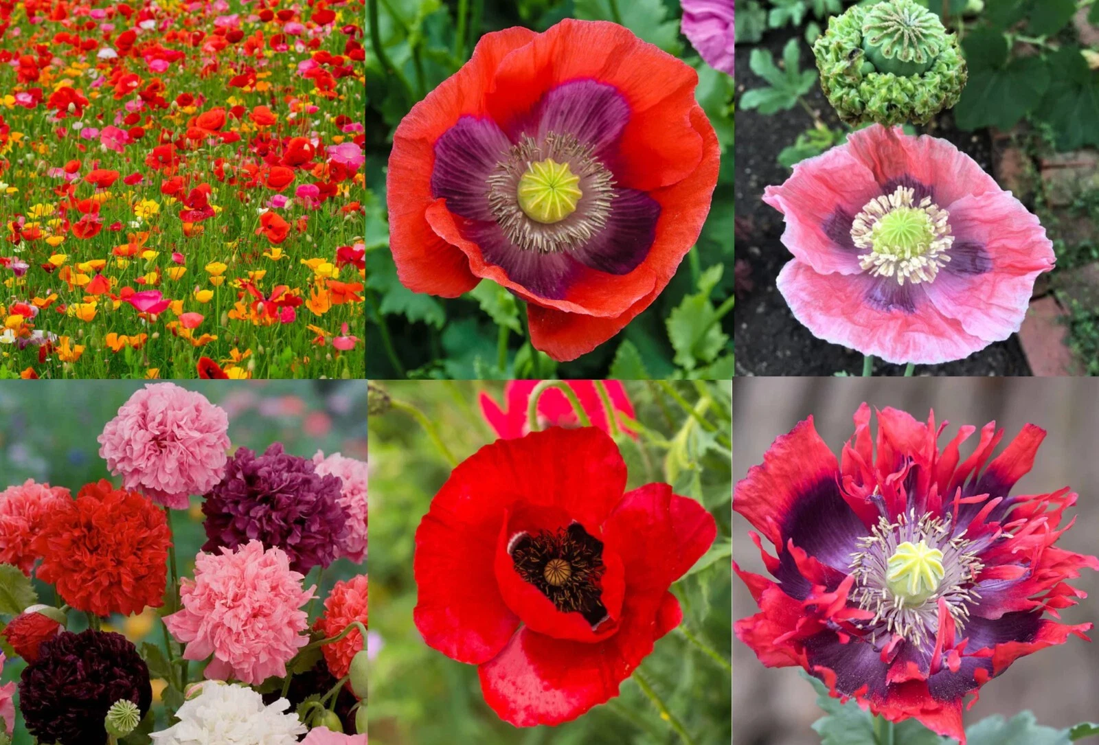 Zinnia Dahlia Cosmos Sensation Larkspur Rocket Seed Bundle Cottage