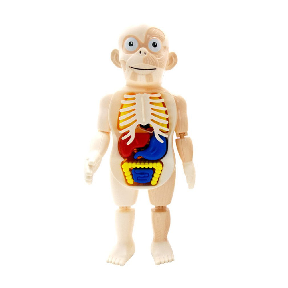 3D Puzzle toys Detachable Organ anatomy science and education model Human organs 