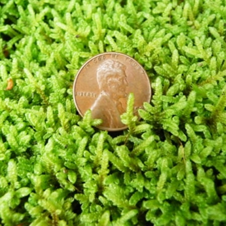 Moss Starter Kit