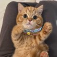 thumbnail image 4 of Pet Collars For Cats Breakaway Pendant Adjustable Safe Fit Suitable For Indoor Outdoor Use, 4 of 4