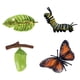 thumbnail image 2 of Modelo educativo del ciclo de los insectos y el crecimiento de las mariposas para niños, juguetes de aprendizaje de biología. A, 2 of 9