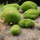 thumbnail image 5 of 2-3pack 10Pcs Simulación Bolas de musgo Piedra Jardín Planta Florero Relleno E 2 piezas Sunnimix Piedra de musgo de simulación, 5 of 8