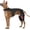 Large, variant on Adjustable Dog Knee Brace for ACL Tear and Arthritis Recovery - Dual Hind Legs Support with Harness Connection - Orthopedic Leg Wrap for Joint Stability and Pain Relief in Small to Large Dogs (XS)